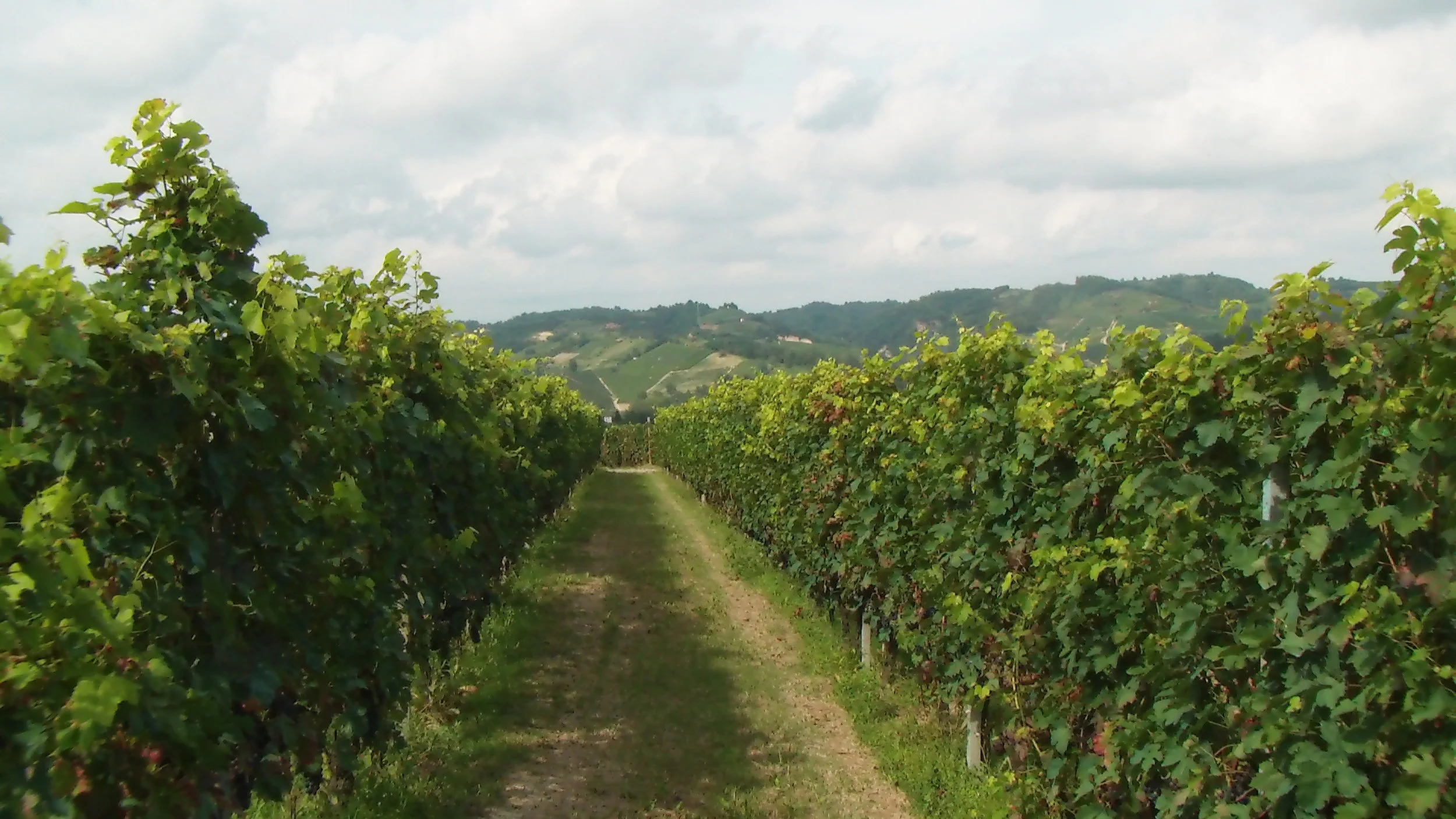 Roero, Canale, vigna Marun, 14 agosto 2014