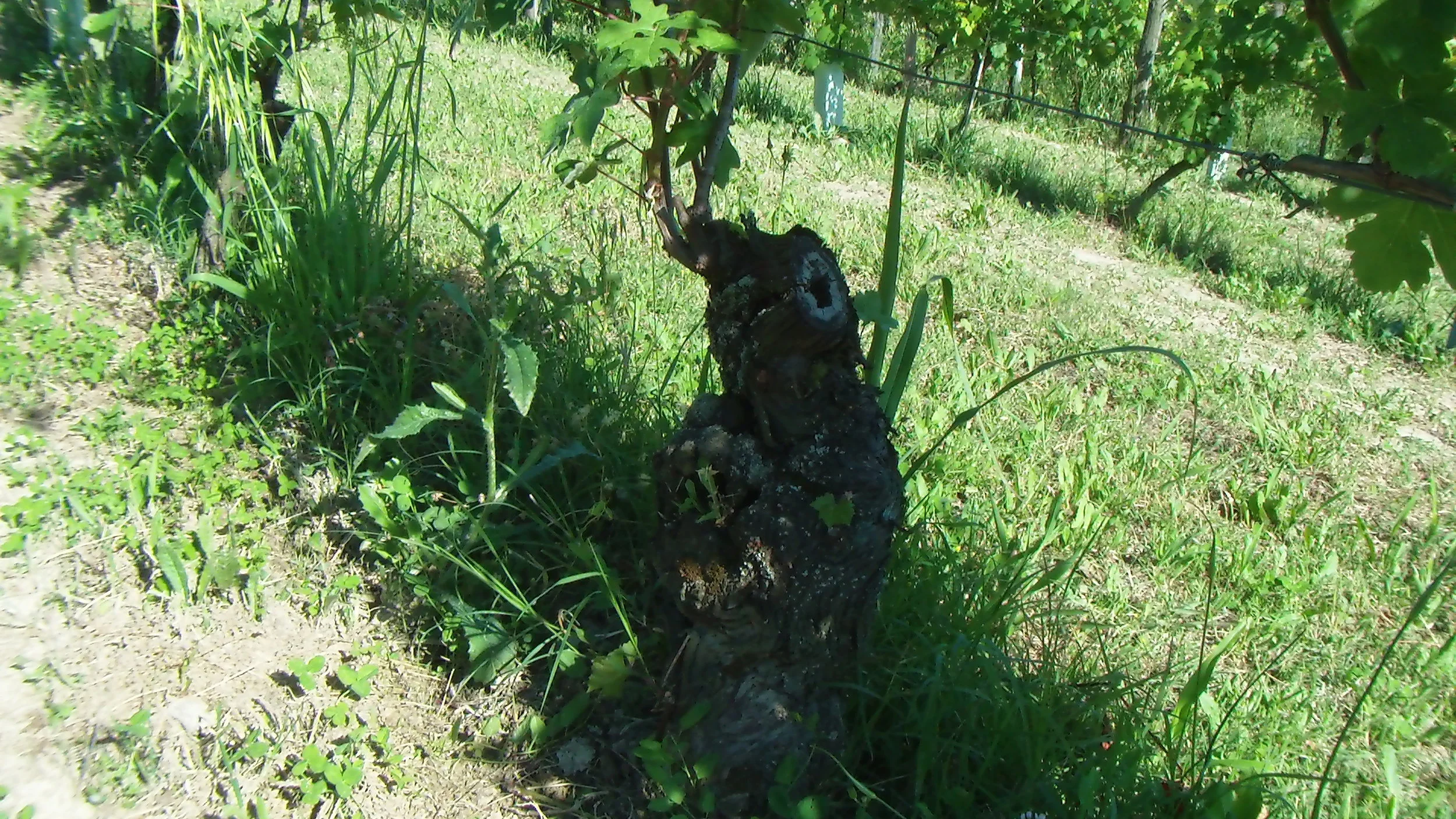 San Martino Alfieri, Cascina Alfierina, maggio 2015