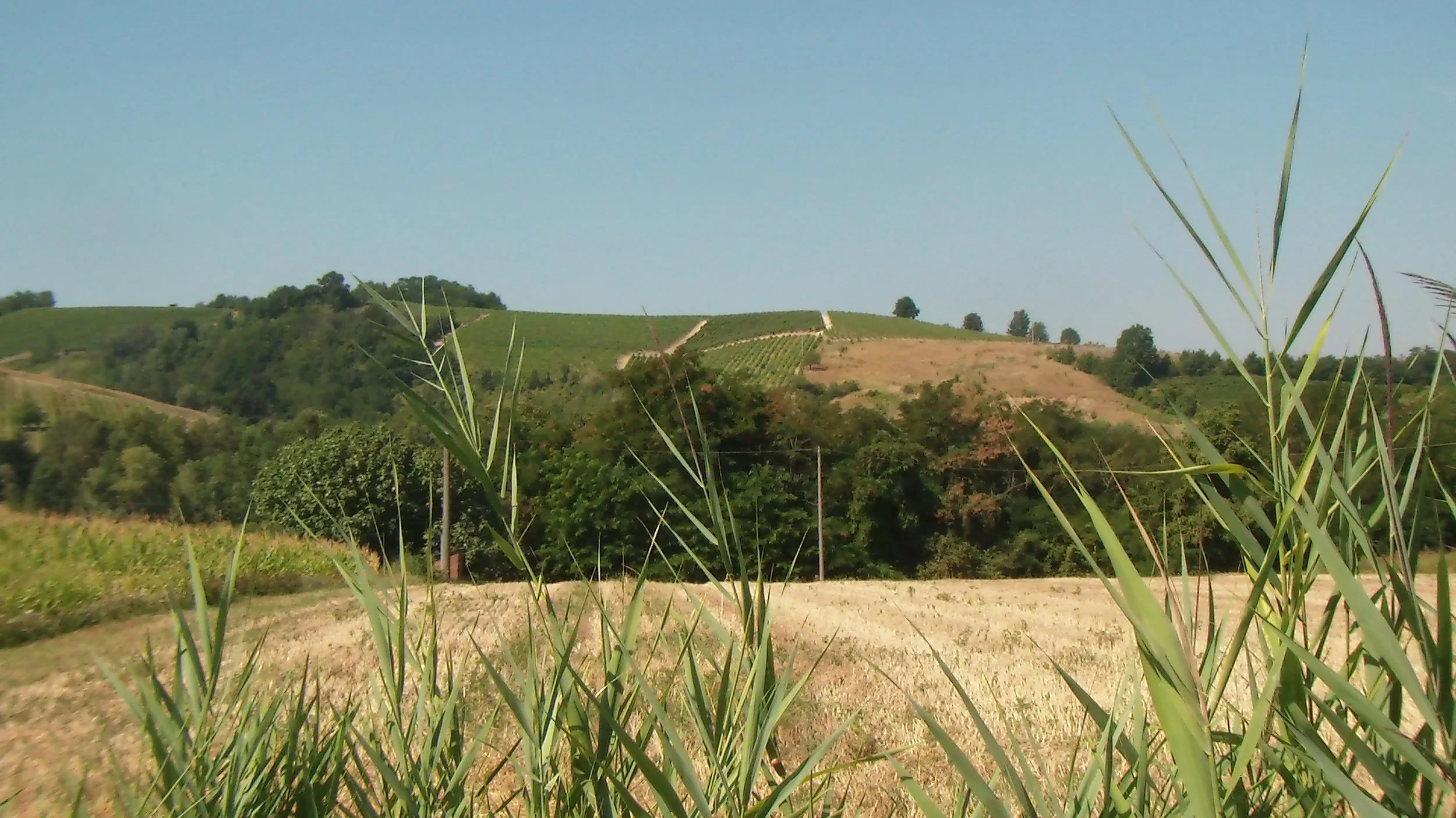 Monleale, vigna Bigolla, luglio 2015