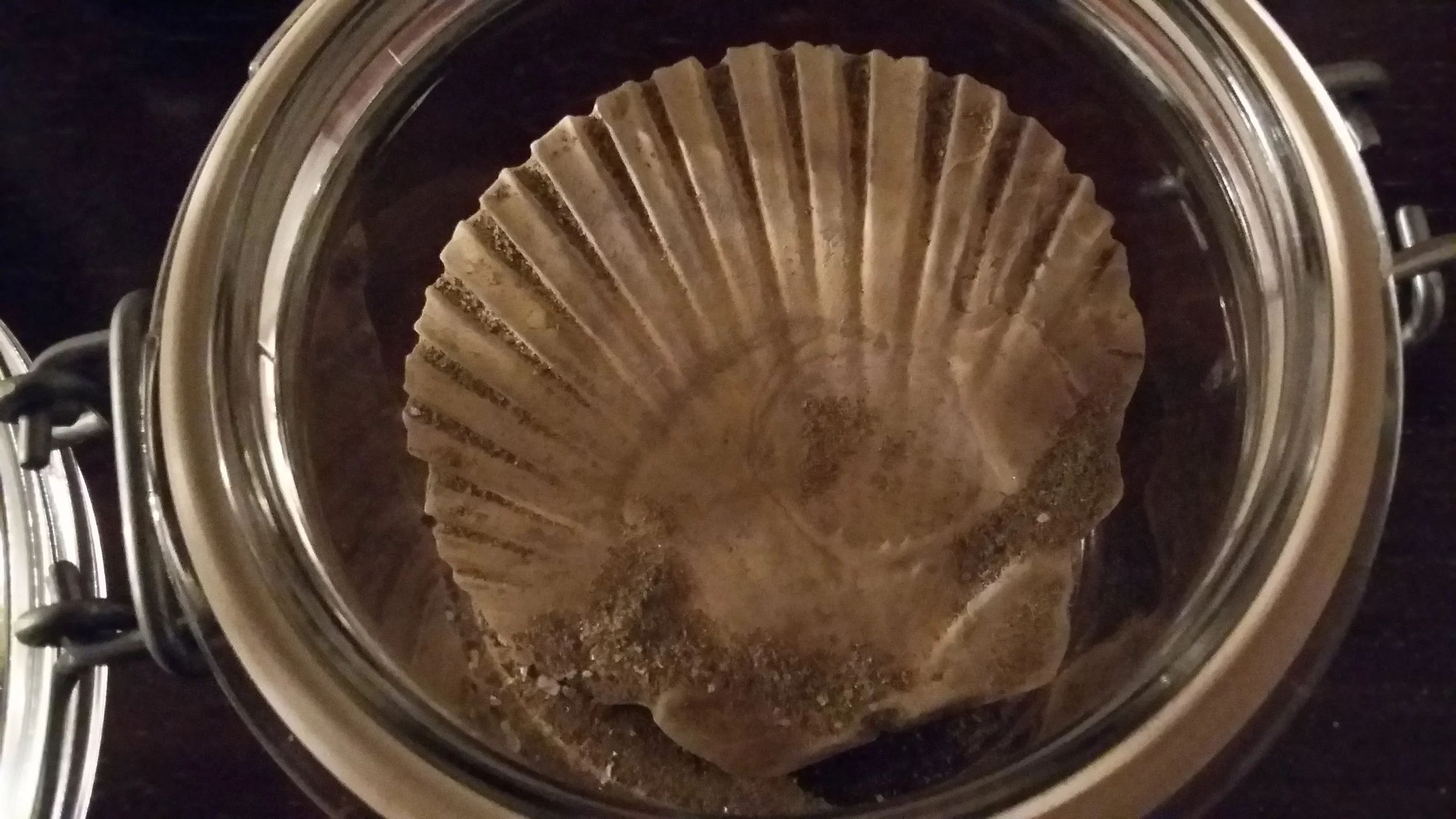 La conchiglia conservata in un vasetto.