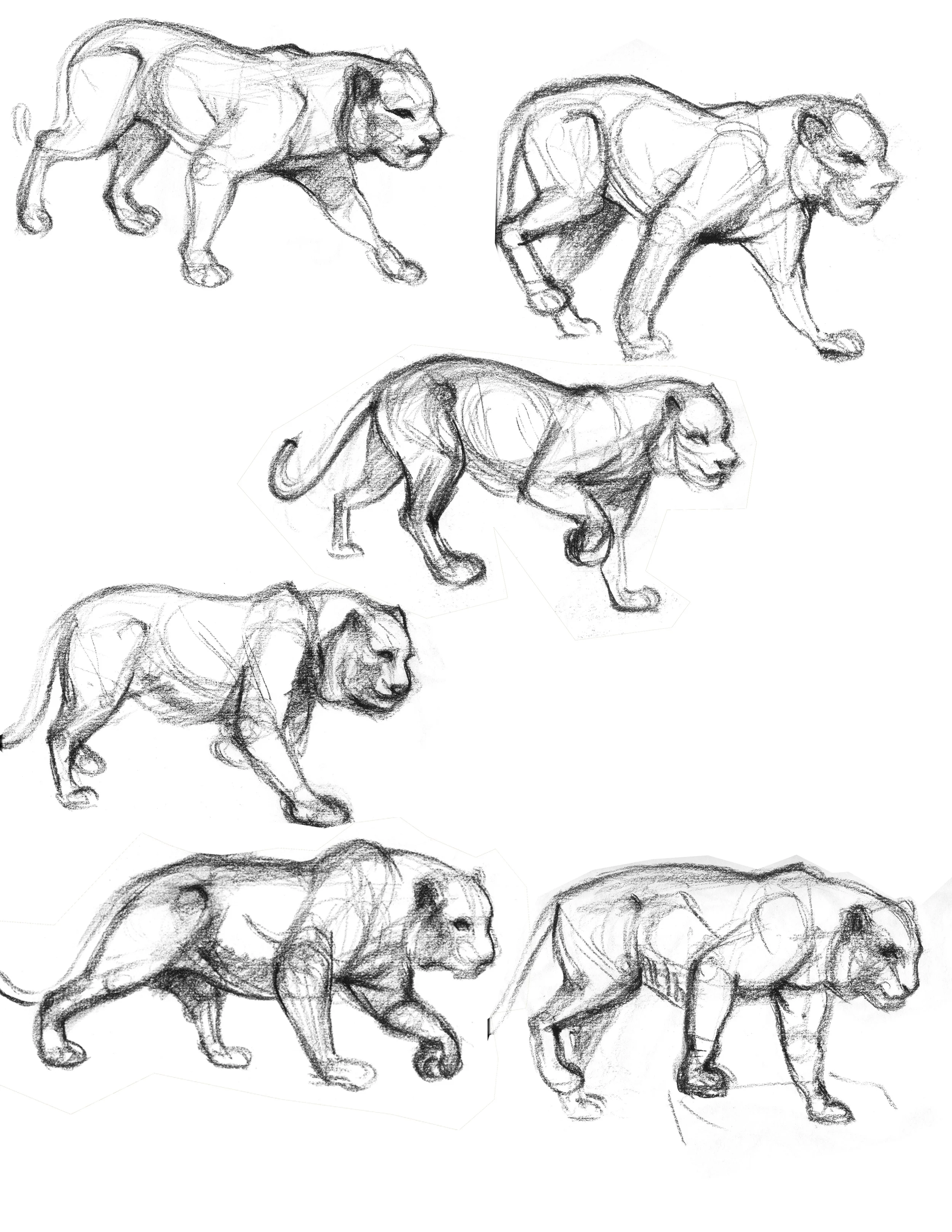 tiger-motion-study.jpg