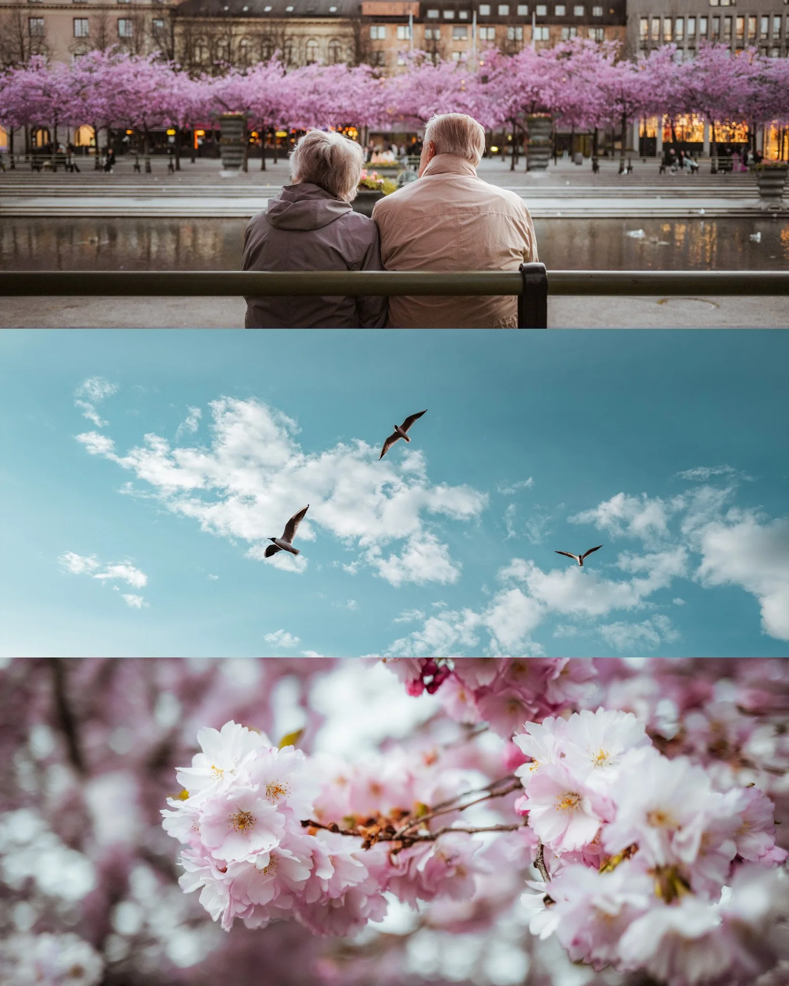 Sakura.jpg