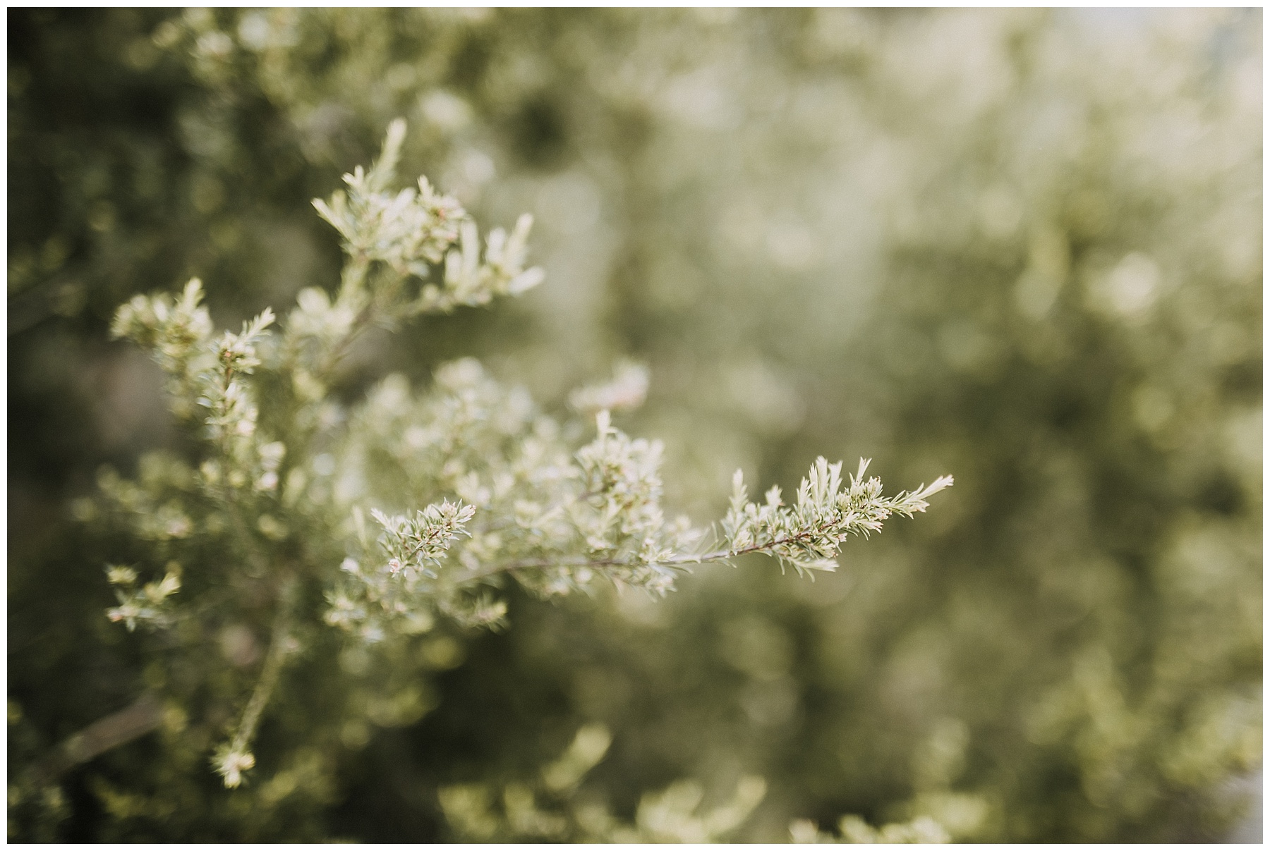 Tocal homestead wedding_0118.jpg