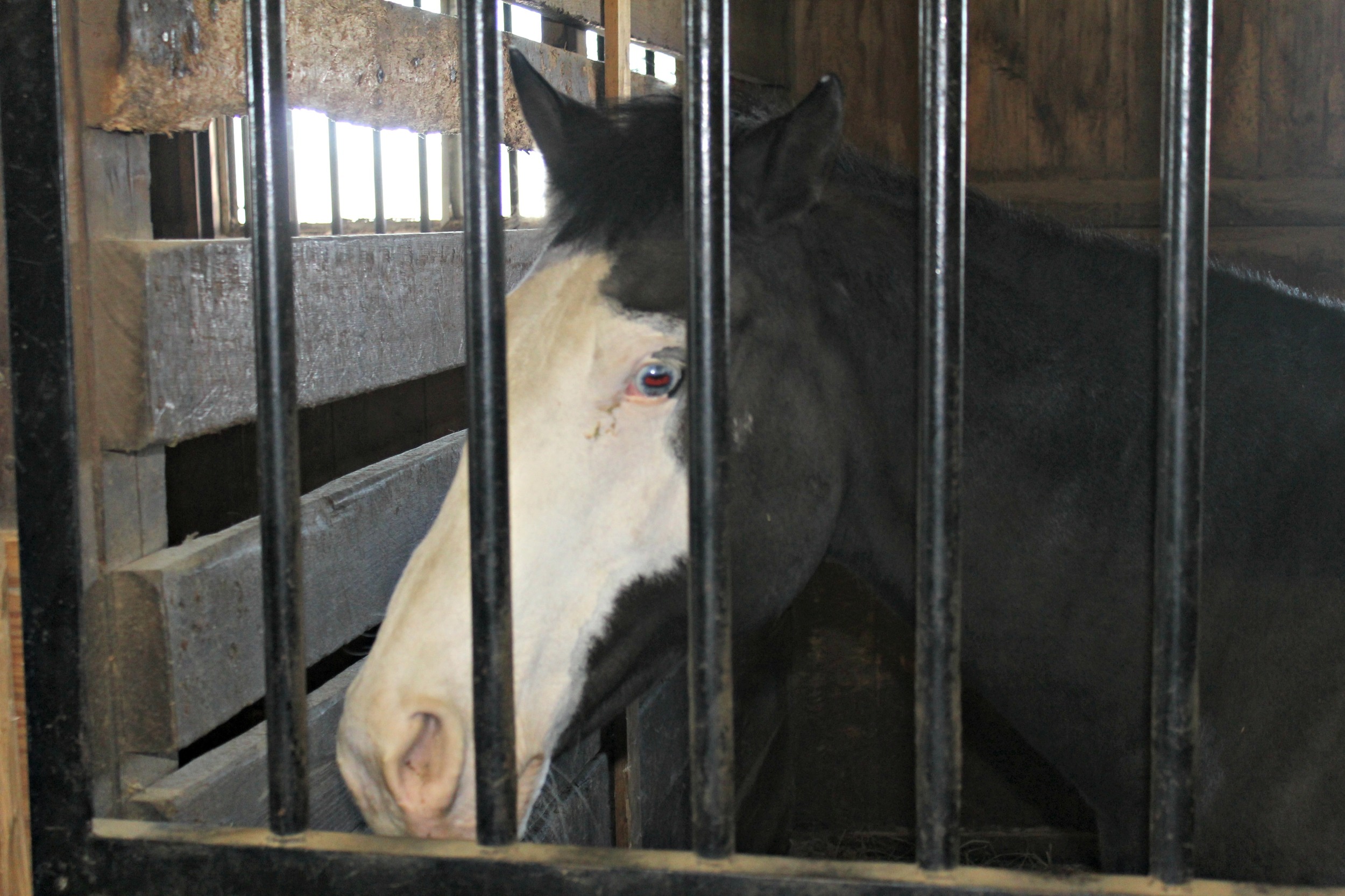 LT Horse 2.jpg