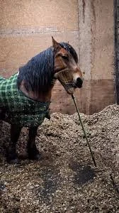 Barn Clean Up Day