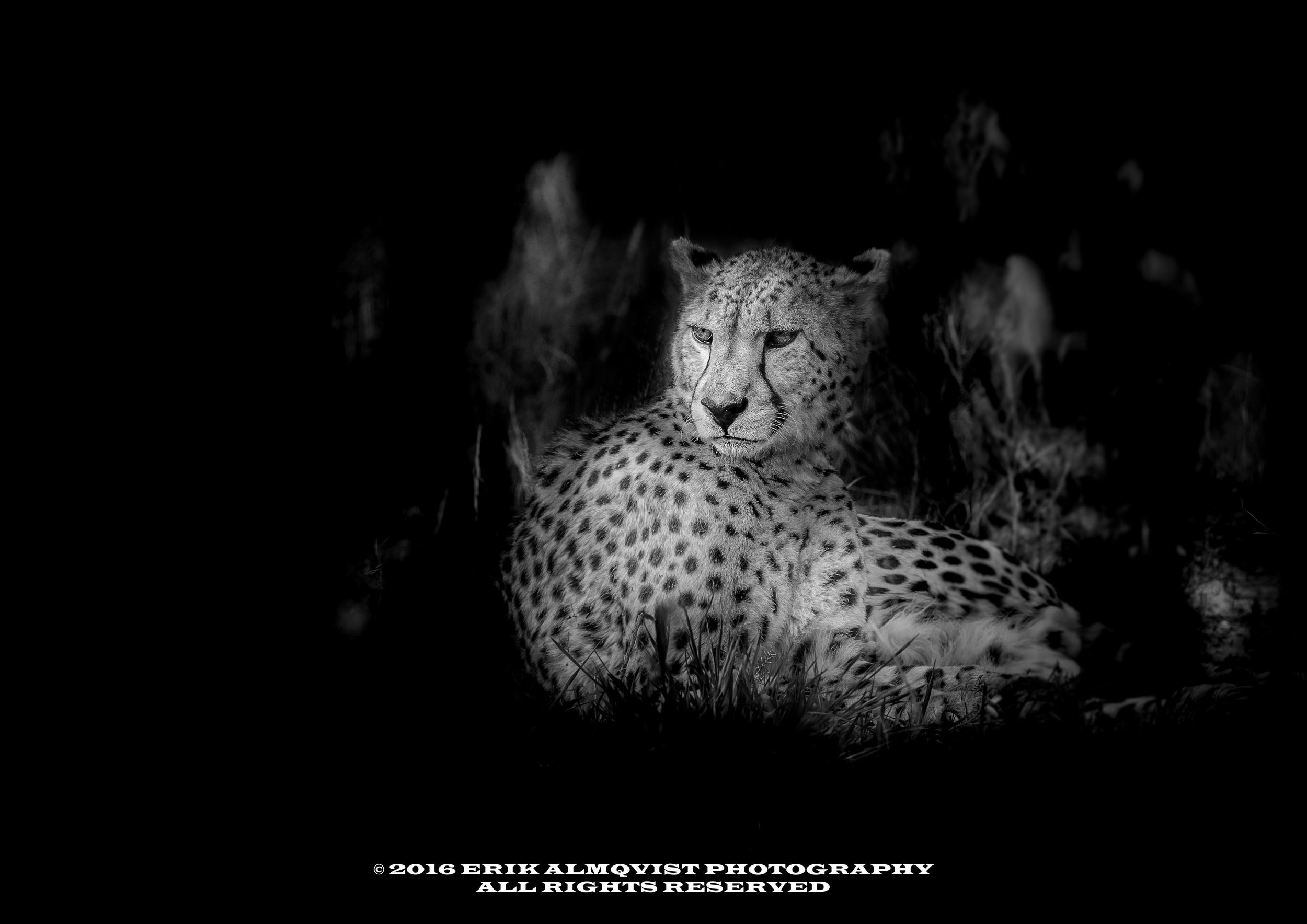 Cheetah-2.jpg