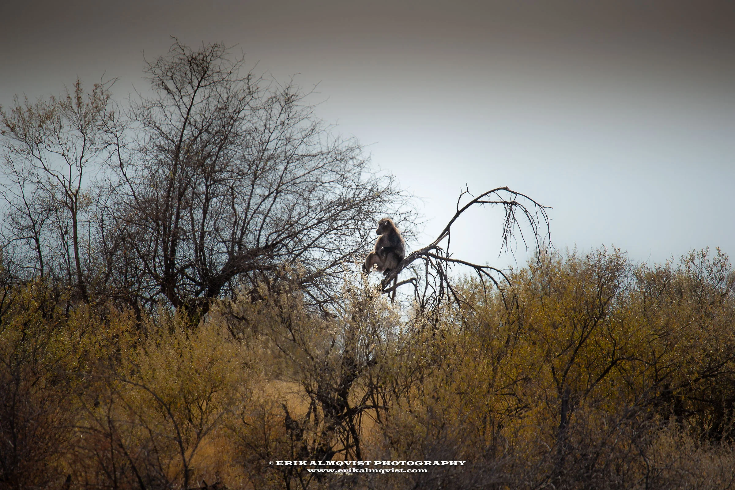 Tree Baboon in Blossoming Forest.jpg