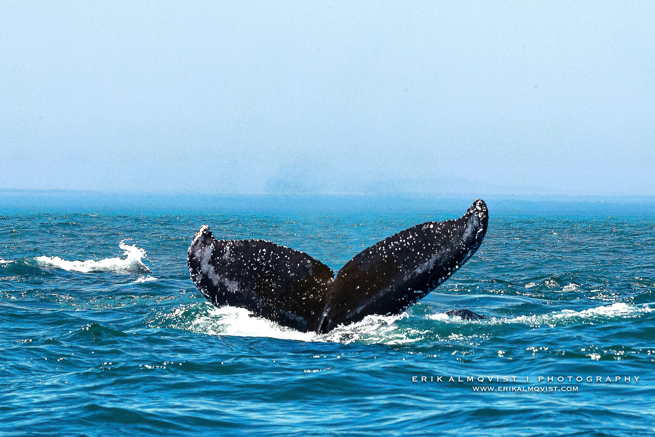 HUMPBACK WHALES 2.jpg