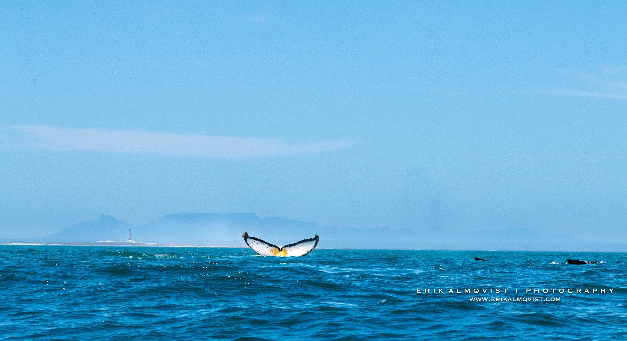 HUMPBACK WHALES 3.jpg