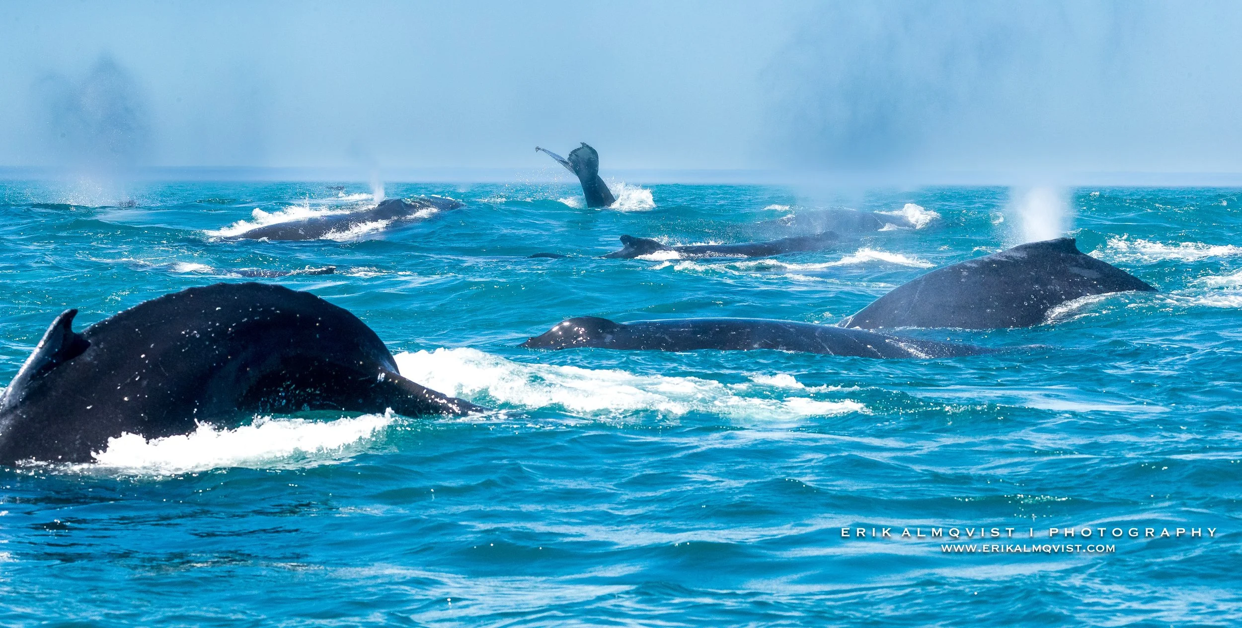 HUMPBACK WHALES 8.jpg