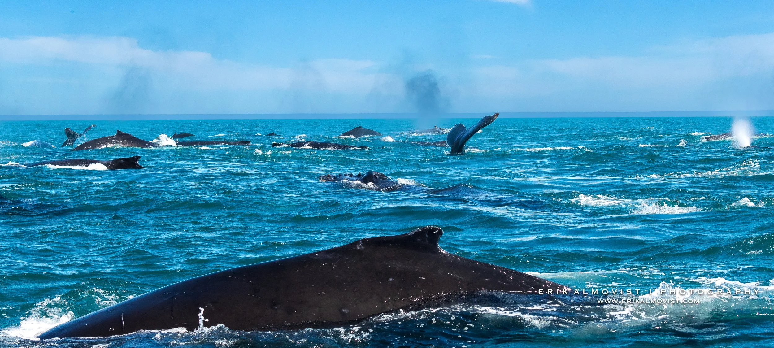 HUMPBACK WHALES 10.jpg