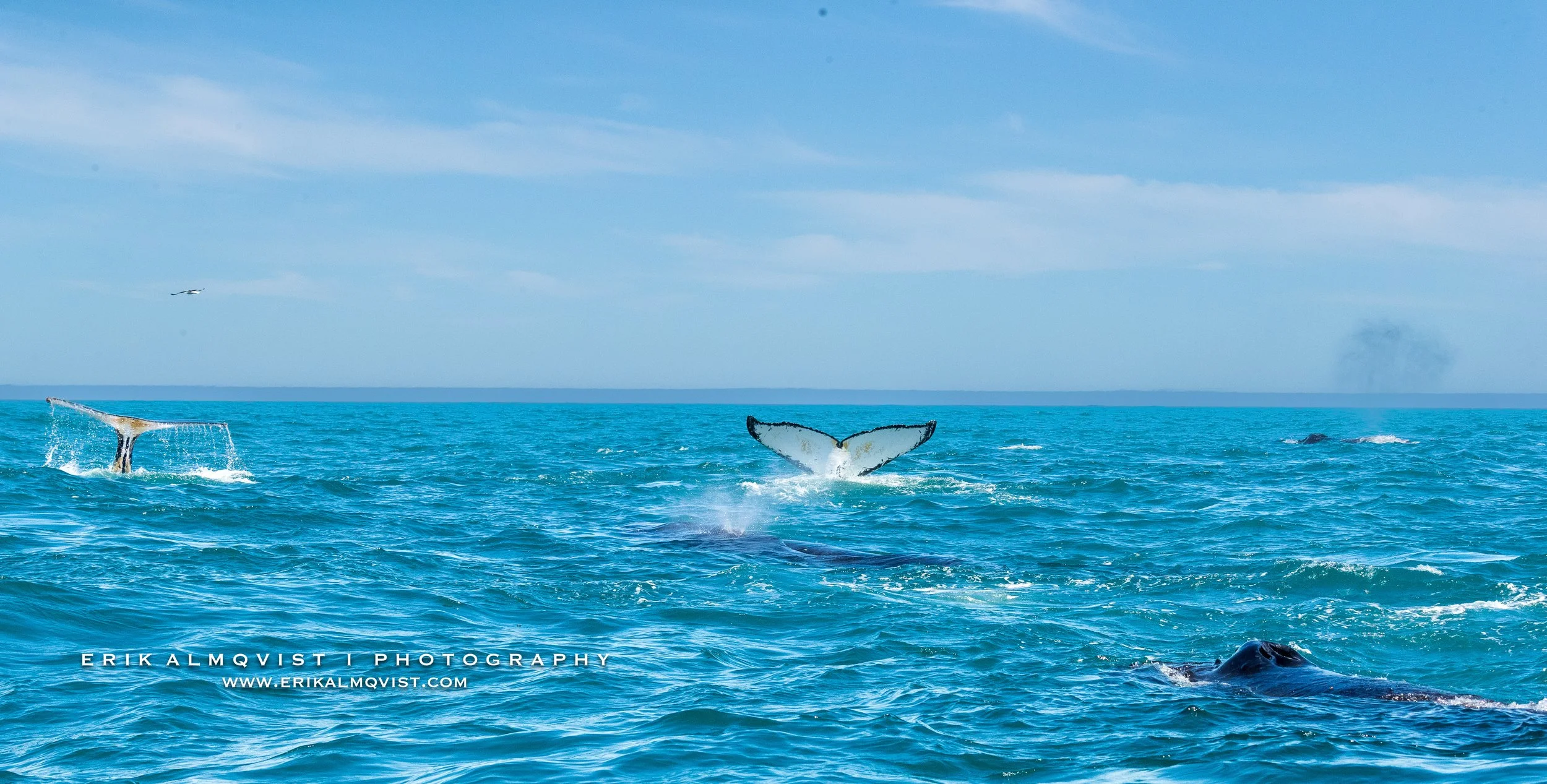 HUMPBACK WHALES 10.jpg