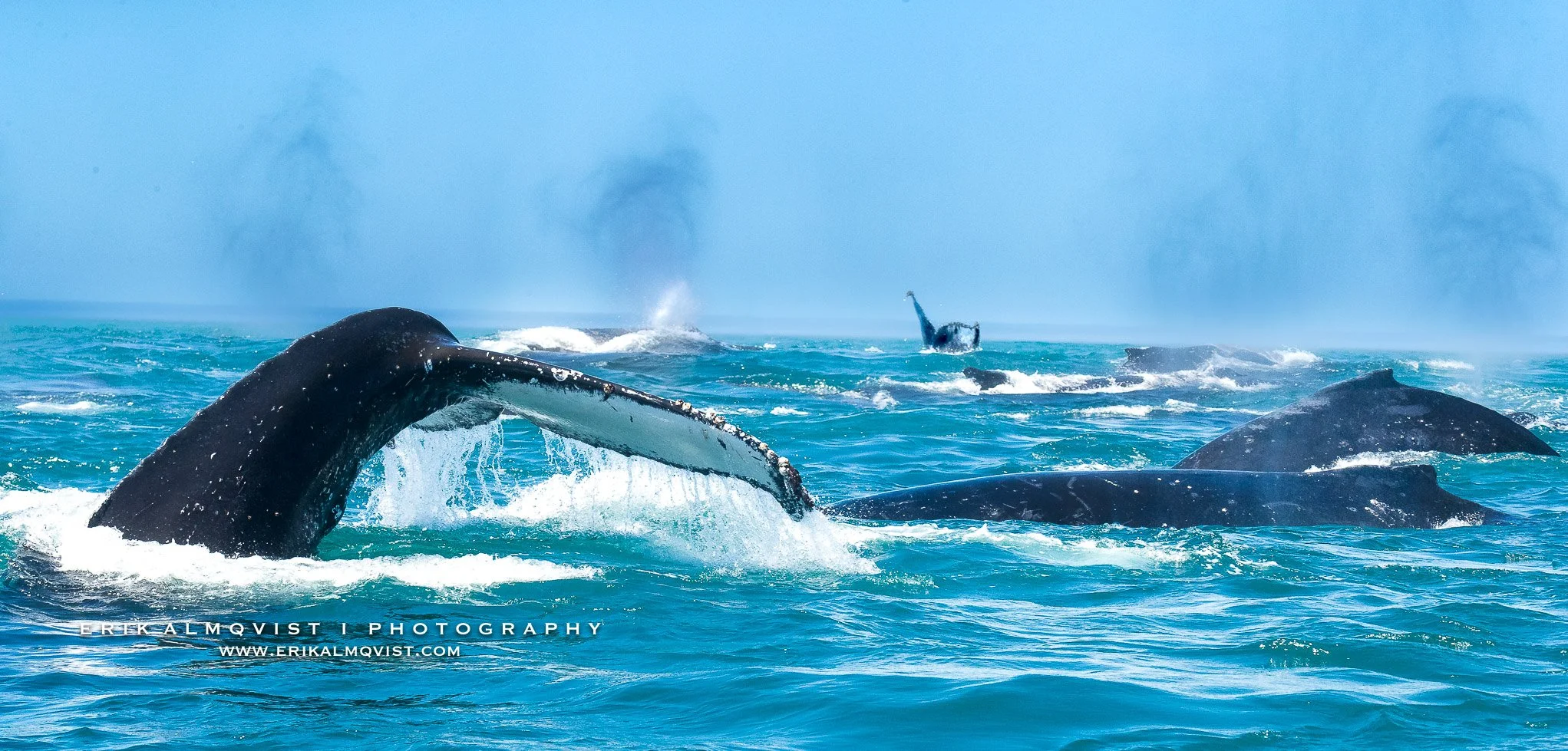 HUMPBACK WHALES 11.jpg