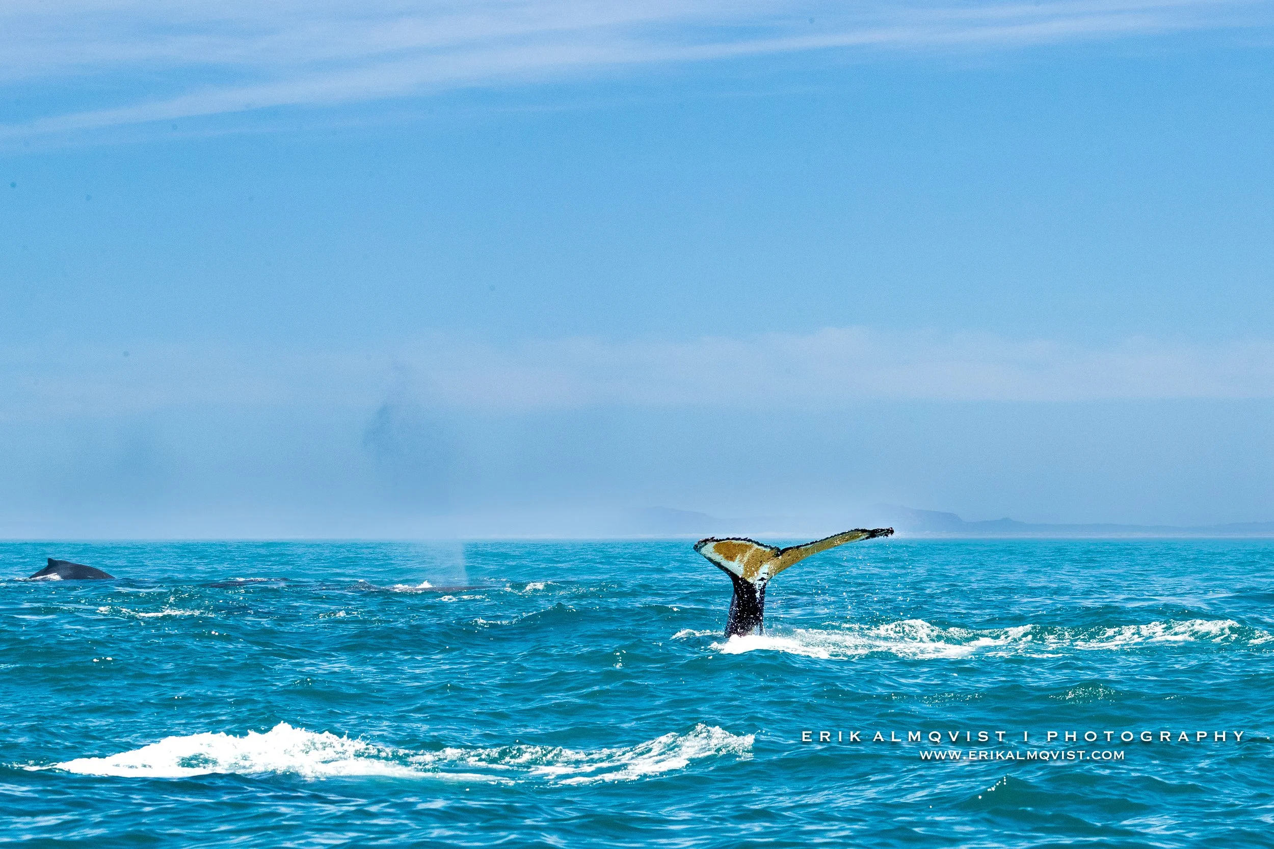 HUMPBACK WHALES.jpg