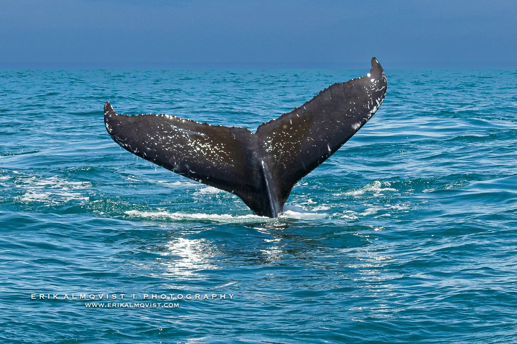 HUMPBACK WHALES 13.jpg