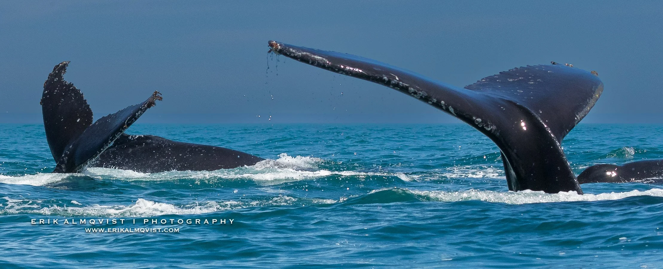 HUMPBACK WHALES 14.jpg