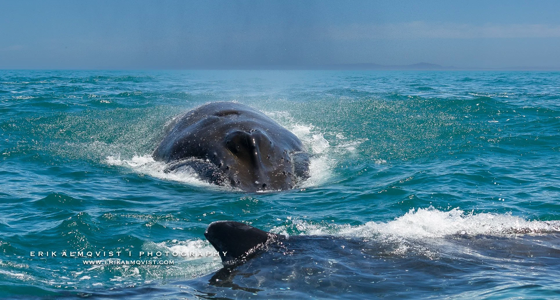HUMPBACK WHALES 15.jpg