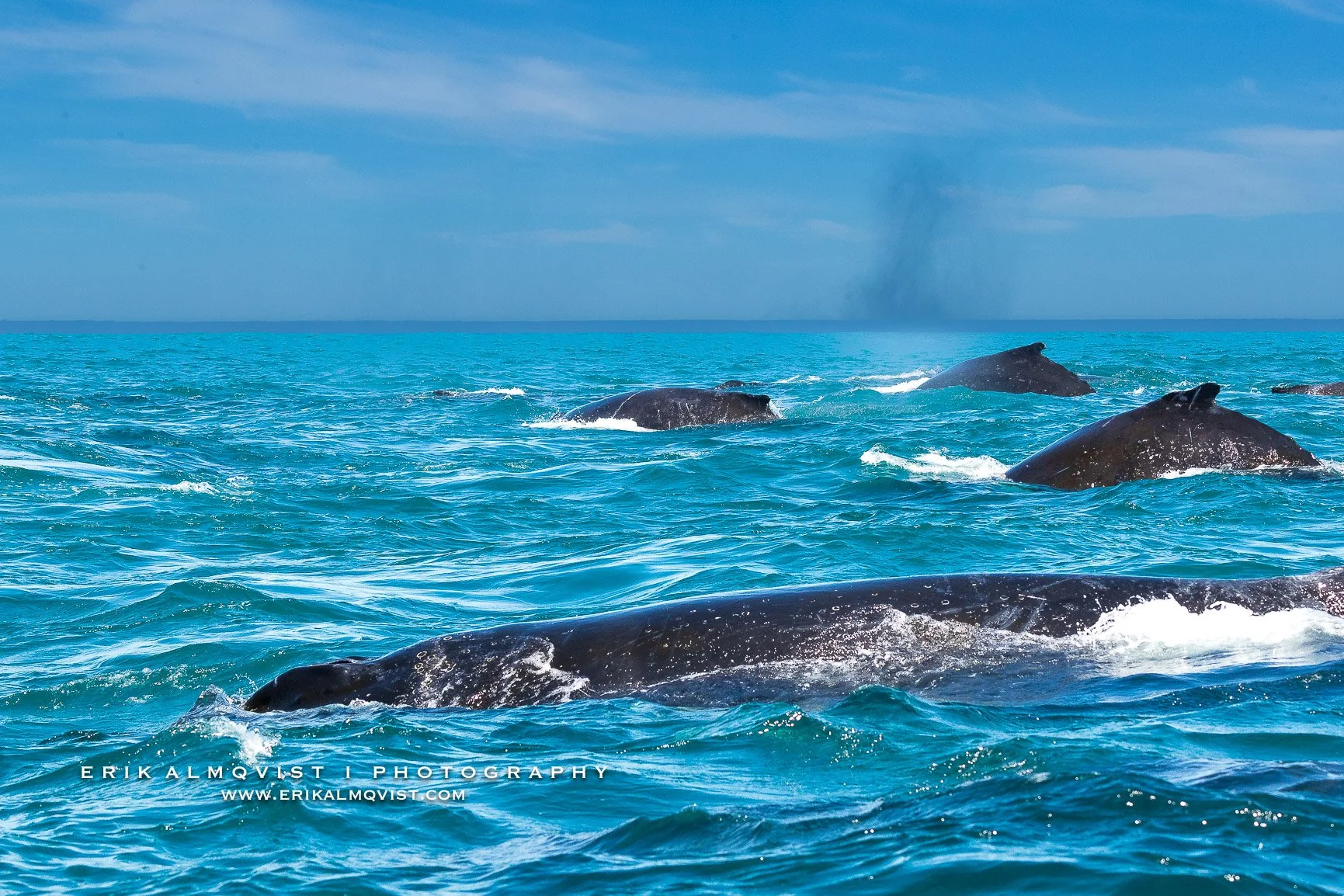 HUMPBACK WHALES 17.jpg