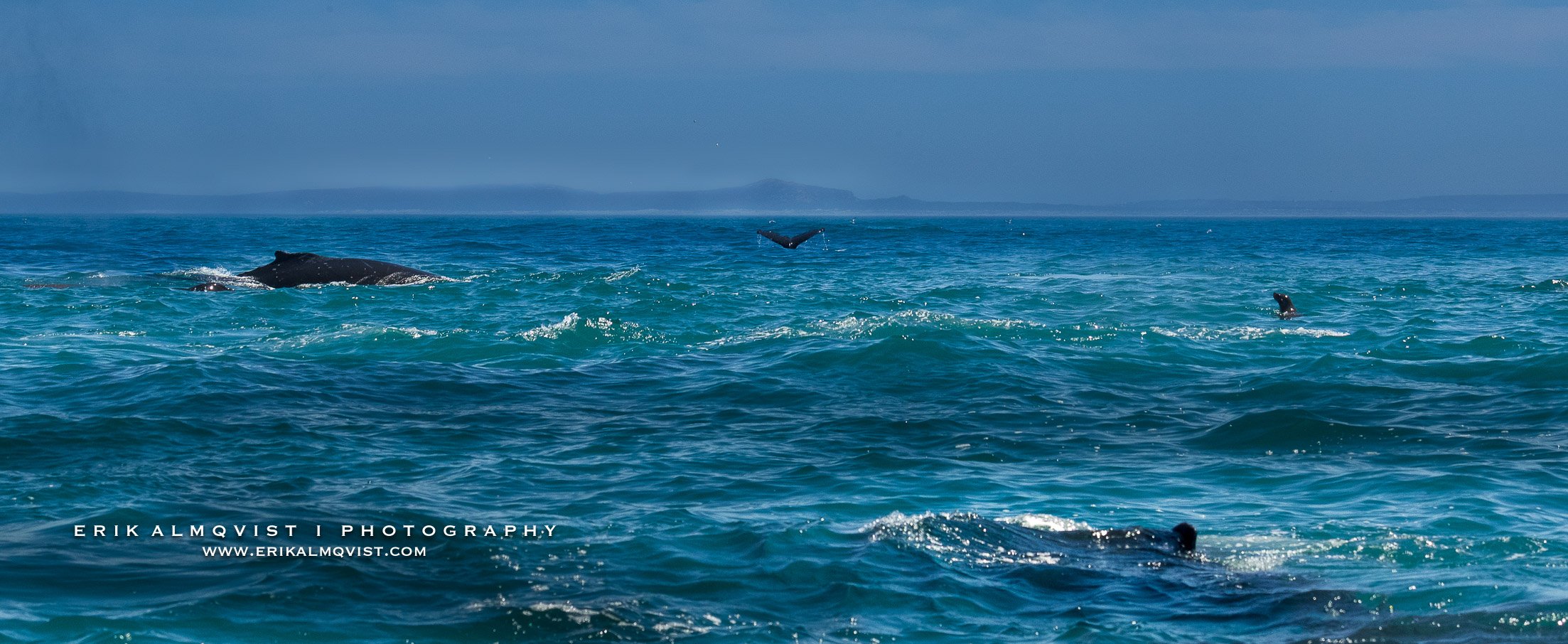 HUMPBACK WHALES 16.jpg