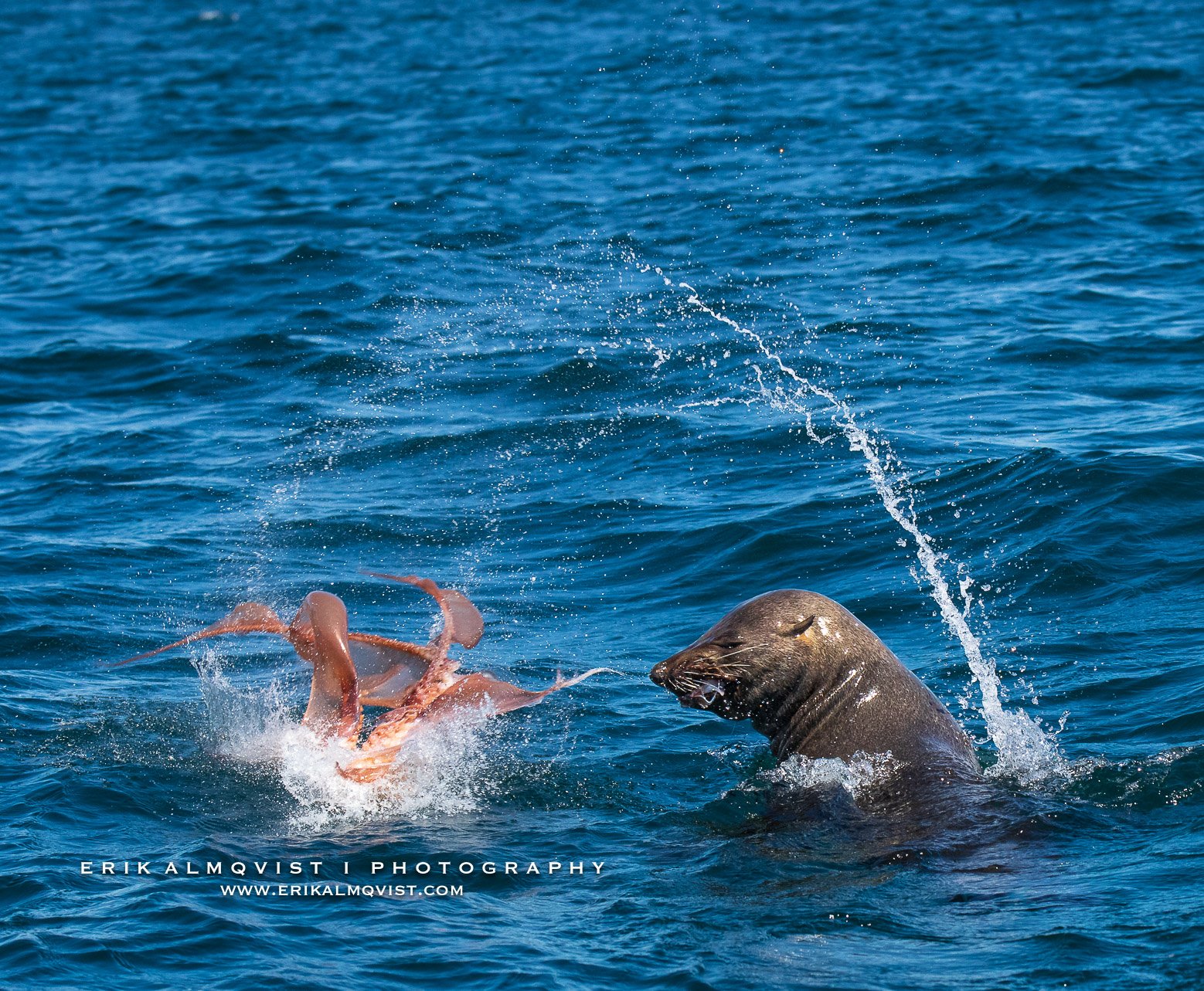HUMPBACK WHALES 18.jpg