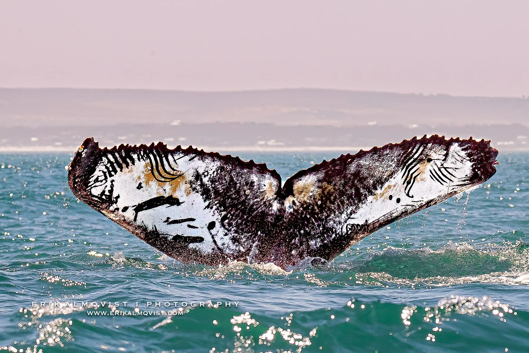 HUMPBACK WHALES 19.jpg