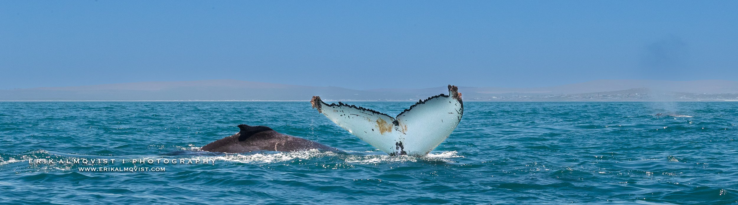 HUMPBACK WHALES 20.jpg