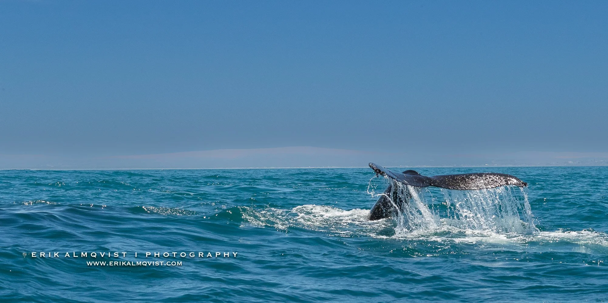 HUMPBACK WHALES 21.jpg