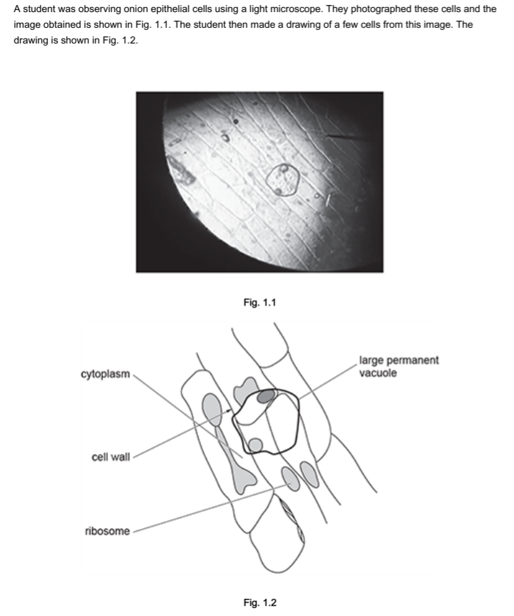 Mastering Microscopy and Cell Structure: Common OCR A Level Biology ...