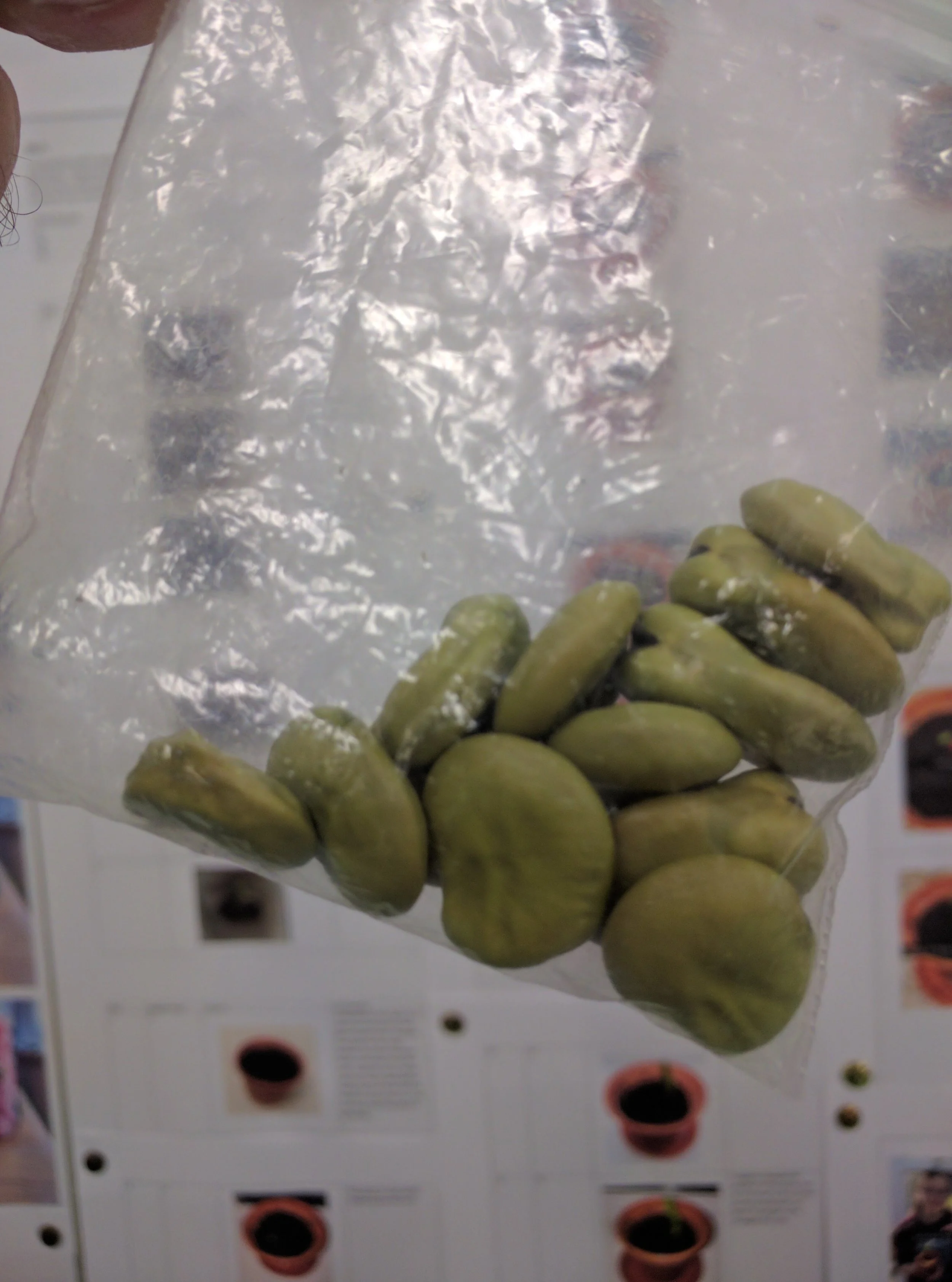 Unexpected return from Project Bean ..."Plants engage students"- Shock. #alevelbiology