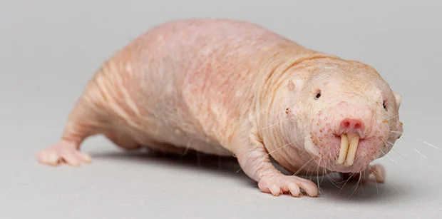 Naked Mole rats and Anti-oxidants ... Another synoptic A-level Biology Question