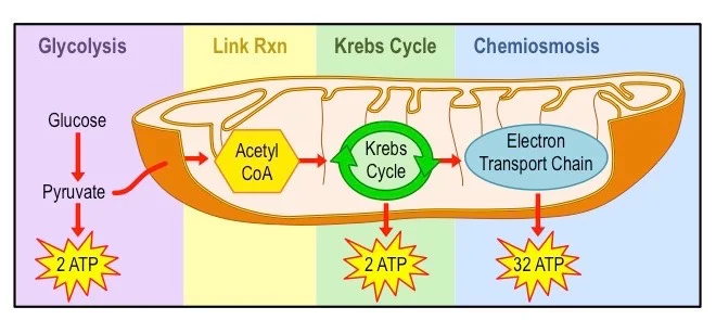 A different approach to teaching (aerobic) respiration - A-level Biology