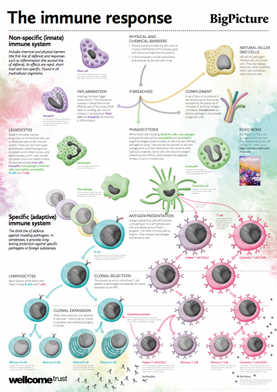 Brief Revision Guide to Immune System and Immune System Questions and Markschemes