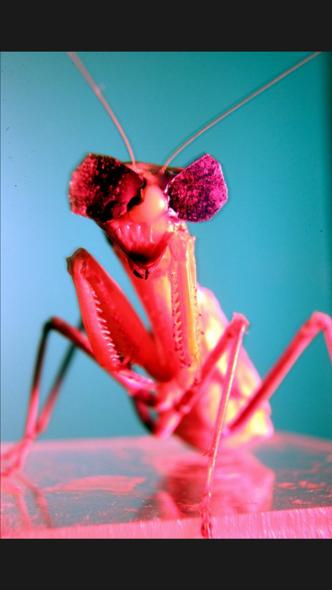 Bird Munching Mantis 