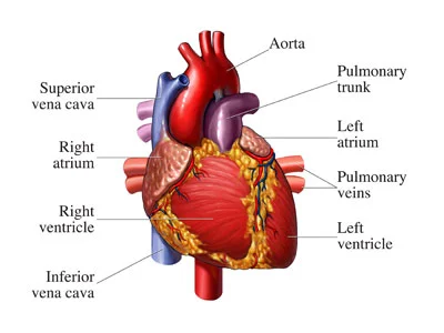 Cardiac Cycle of the Heart and Transport in Animals Questions for A-level Biology - with video and PowerPoint to recap the theory
