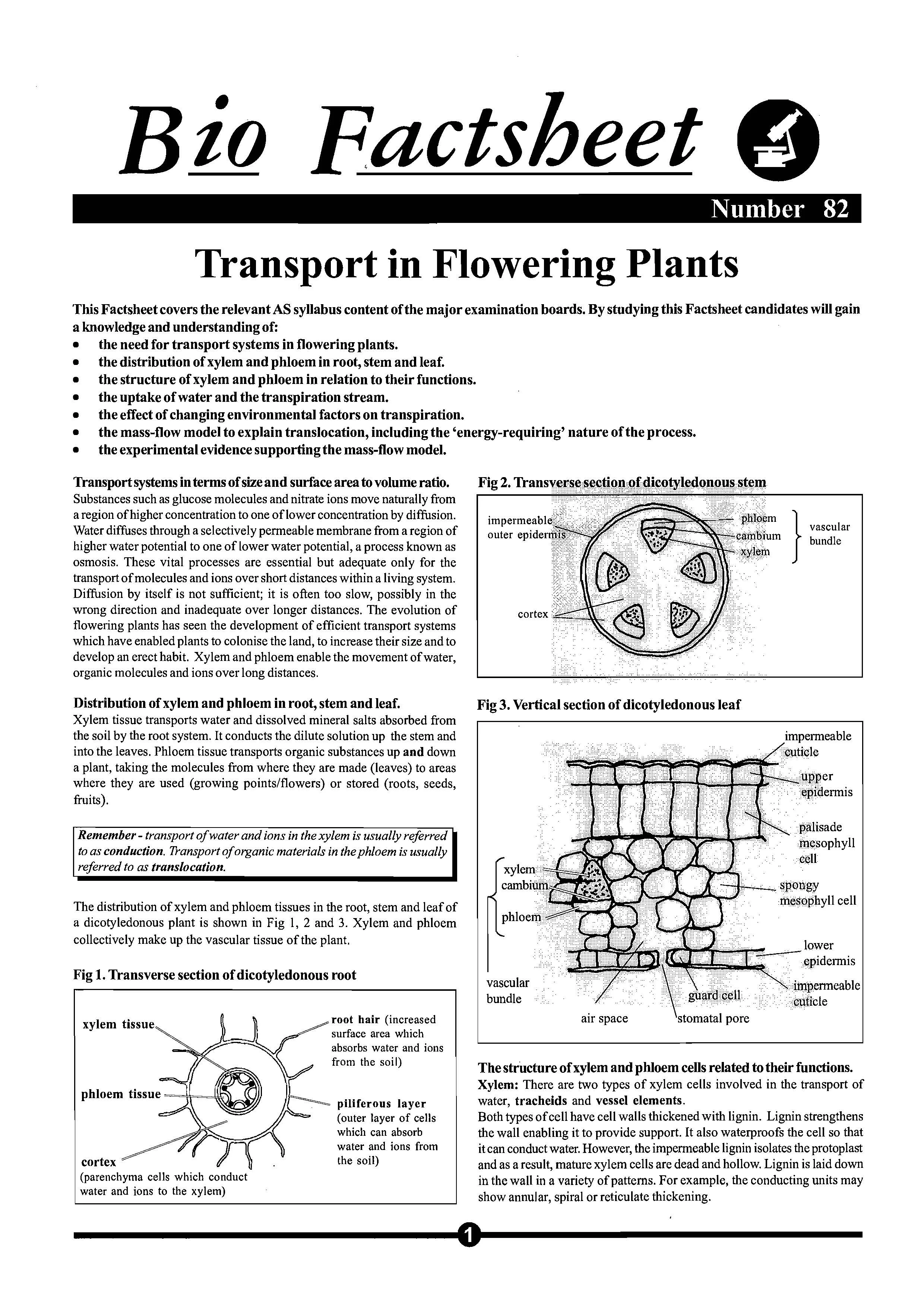 Plant transport Questions - Xylem/Phloem — Online A level Biology Tutor
