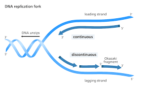 DNA structure and replication - Resources, guides and exam questions