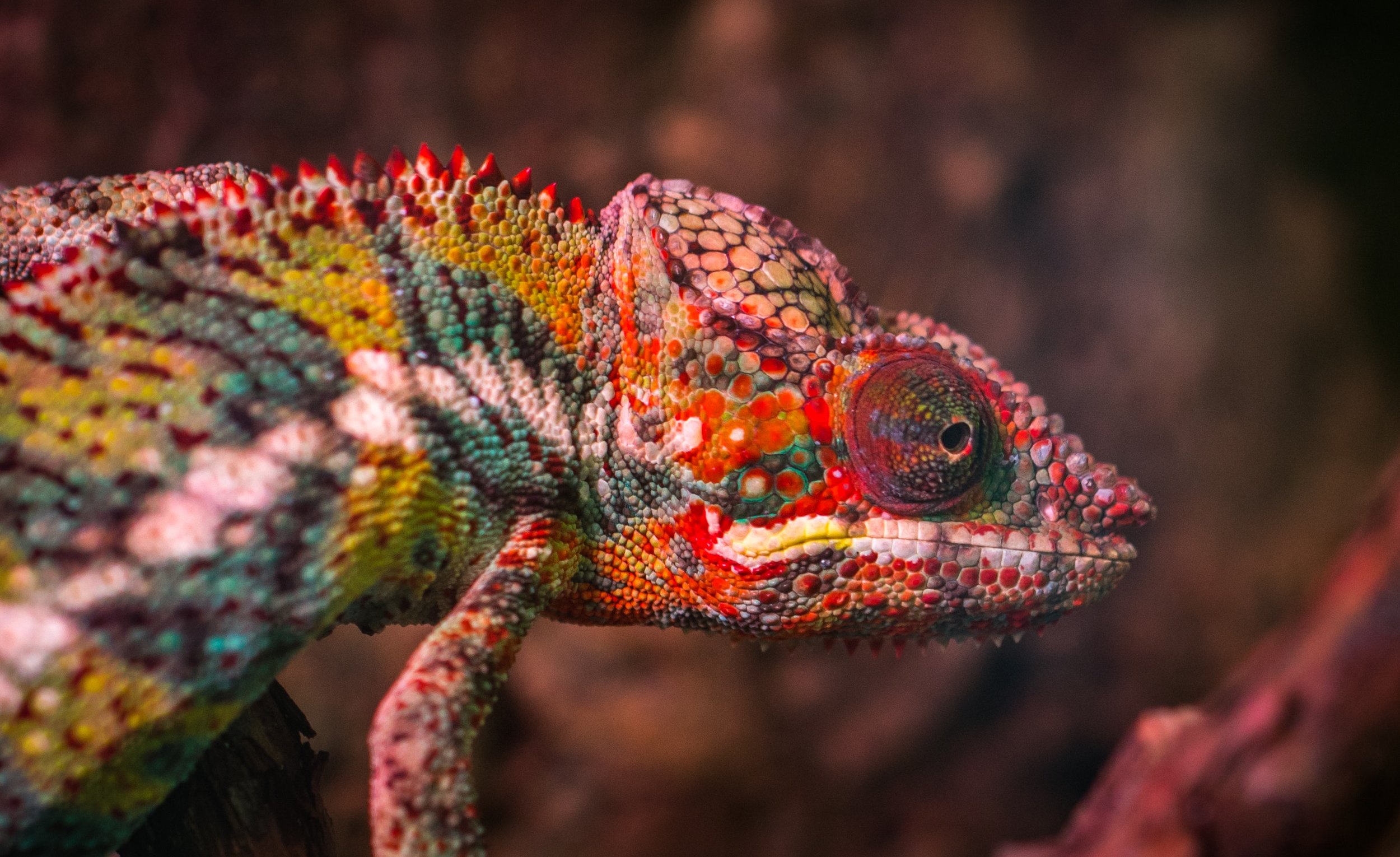 animal-biology-blurred-background-751682.jpg
