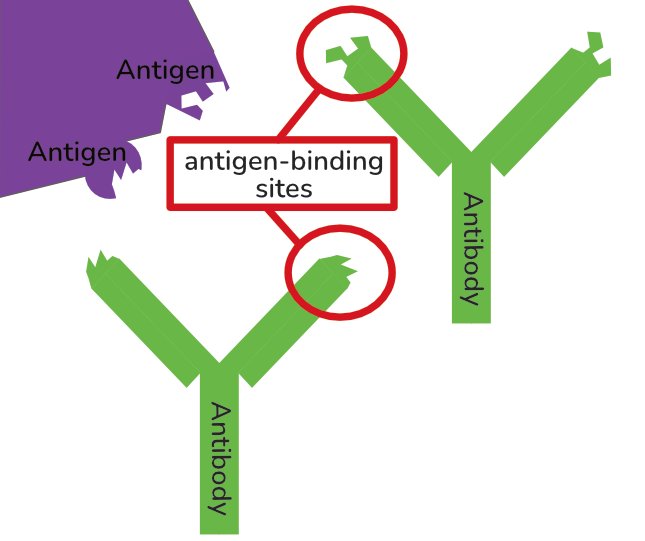Monoclonal Antibodies - AQA and OCR in the Immune Response (ELISA for AQA)