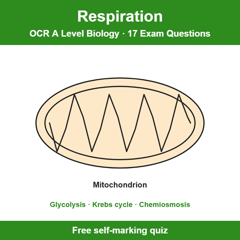 OCR A Level Biology Respiration Exam Questions – 17 Question Self-Marking Quiz