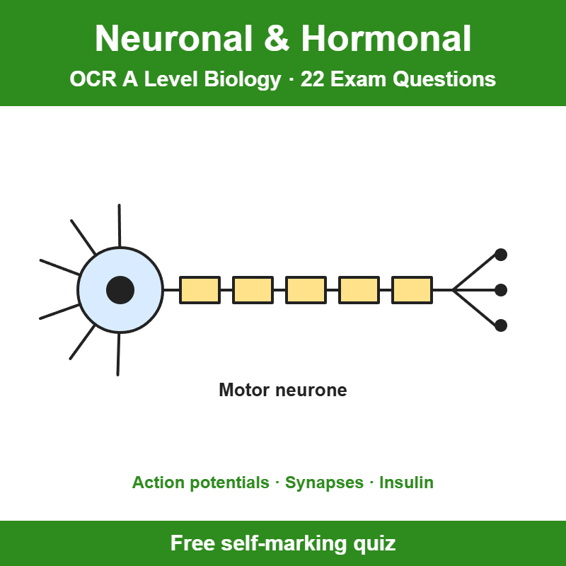 OCR A Level Biology Neuronal and Hormonal Communication Exam Questions – 22 Question Self-Marking Quiz