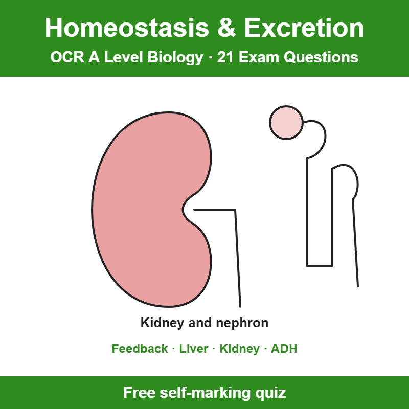 OCR A Level Biology Homeostasis and Excretion Exam Questions – 21 Question Self-Marking Quiz