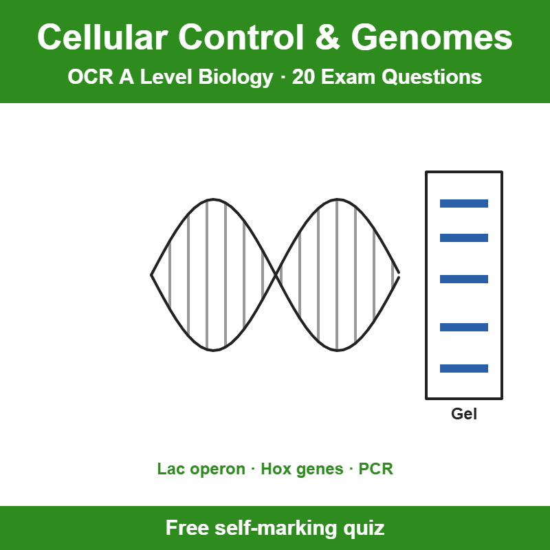 OCR A Level Biology Cellular Control and Manipulating Genomes Exam Questions – 20 Question Self-Marking Quiz