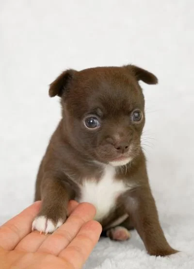A tiny and adorable but nervous puppy sits up, with its paw on a reassuring human hand. Yep this is you. It's ok, you can do this.