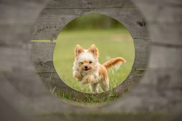 a small dog looks determined as it starts jumping through a series of holes on an agility course