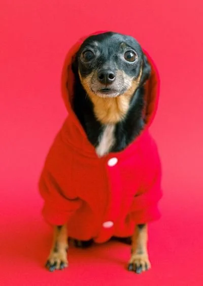 An anxious looking little dog in a red hoody