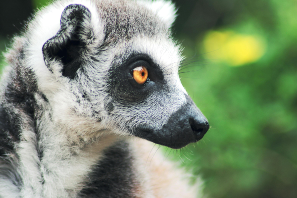 Close-up of a ring-tailed lemur with orange eyes, gray fur, black facial markings, and a blurred green background.