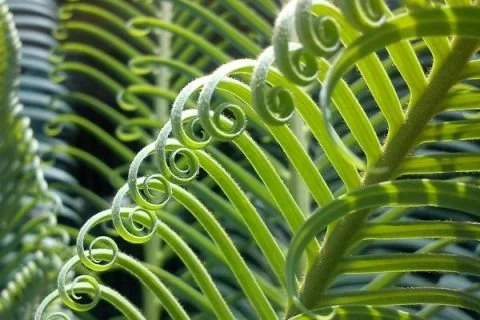 Link to My Teaching Approach page - close up of a fern leaf