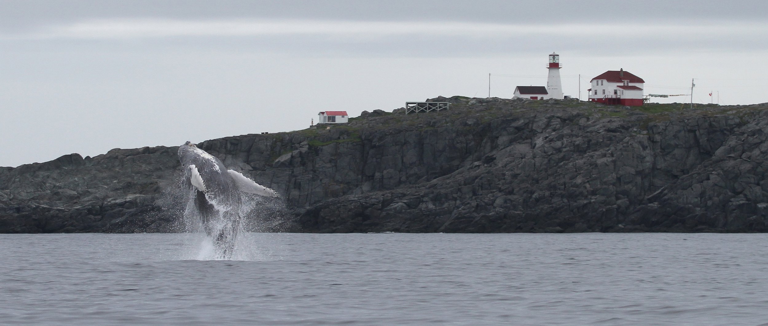 Humpback breaching in front of Quirpon Lighthouse Inn.jpg