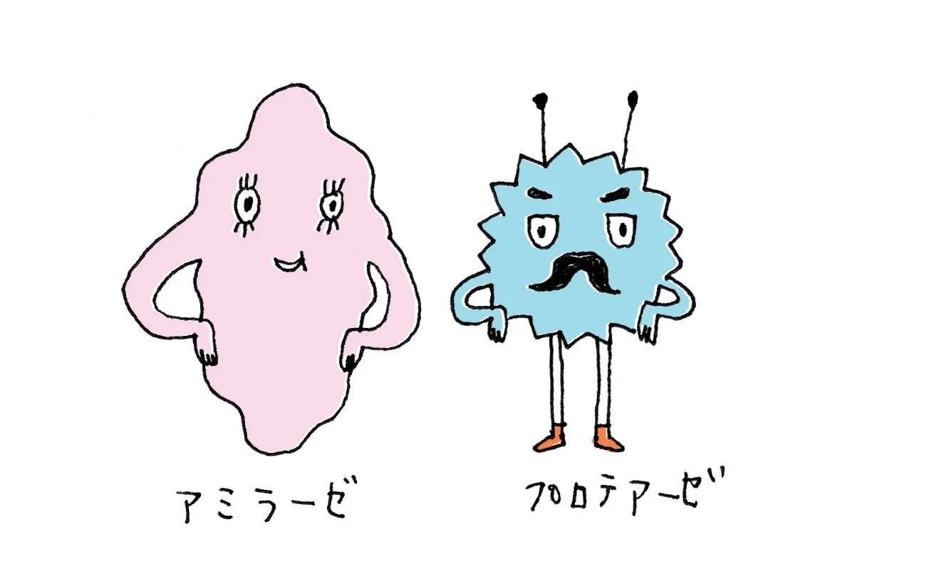 Amylase and Protease