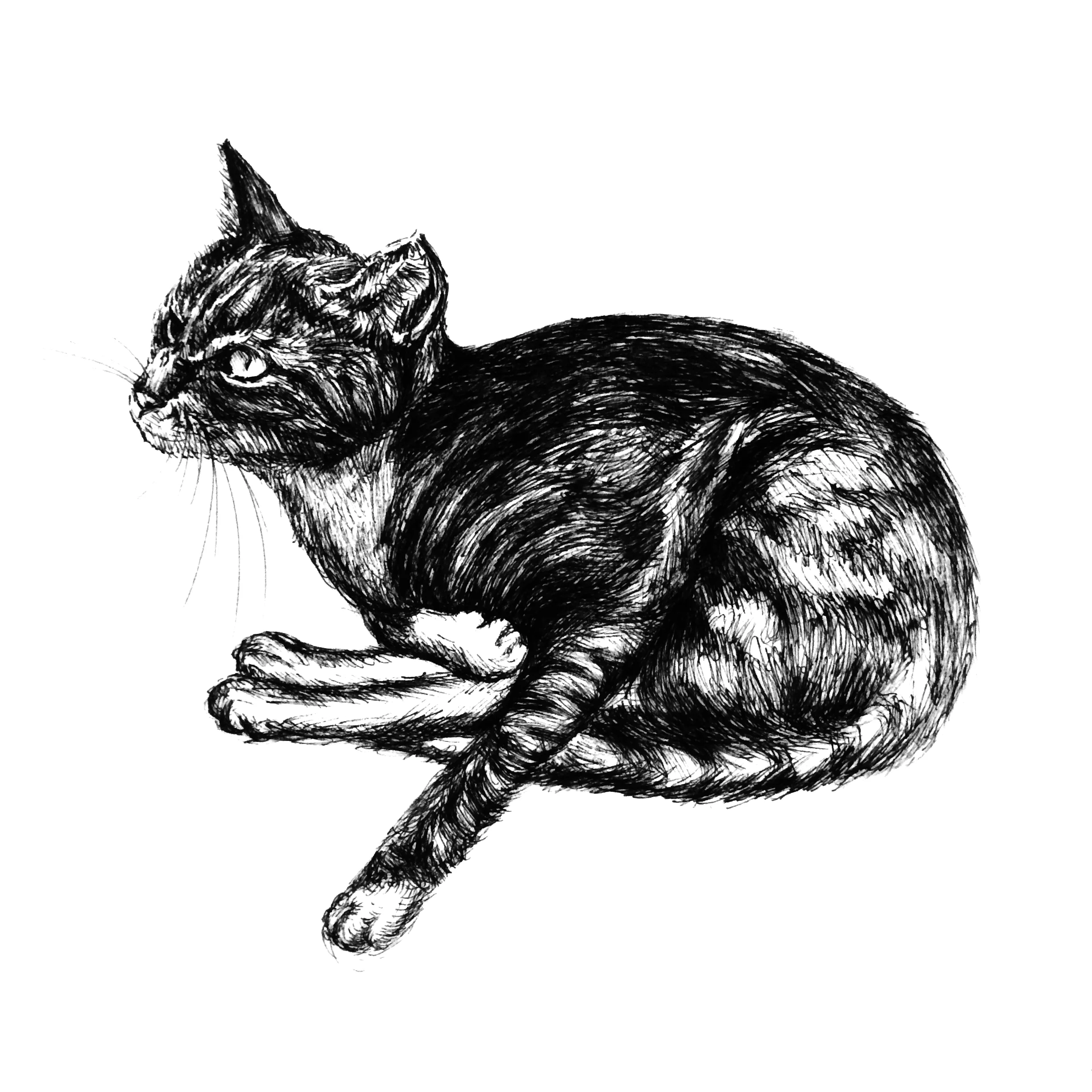 Danish cat